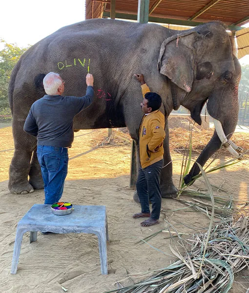 Elephant Painting